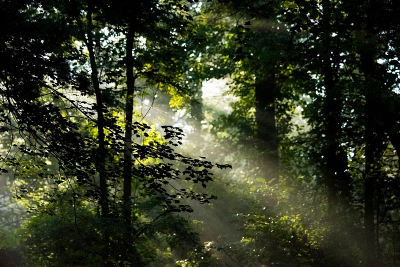 🌿 The Golden Rules of Life: Simple Truths That Make a Big Difference.
